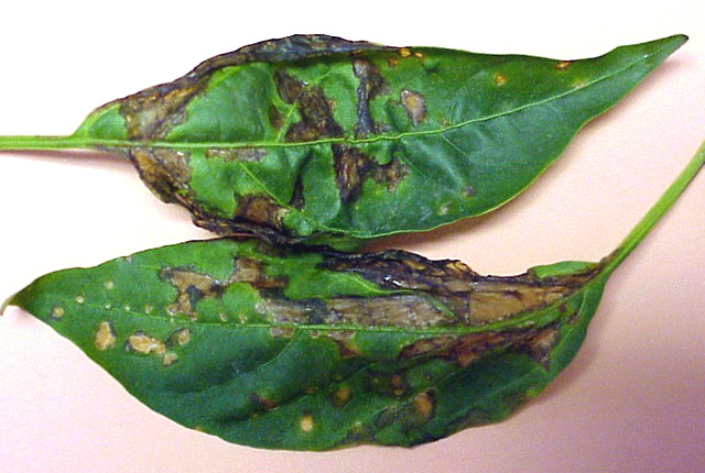 Bacterial spot