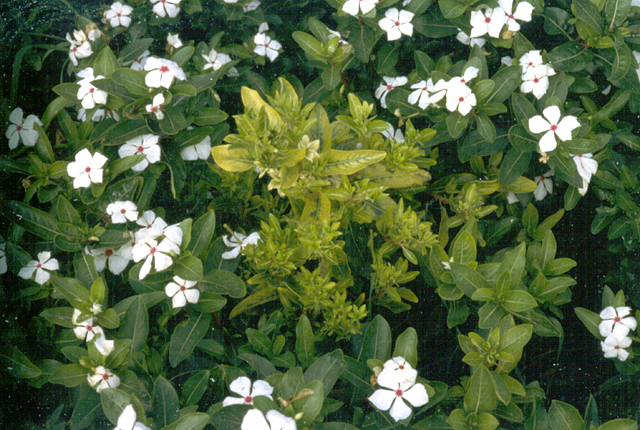 Greening disease