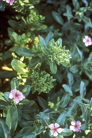 Vinca virescence