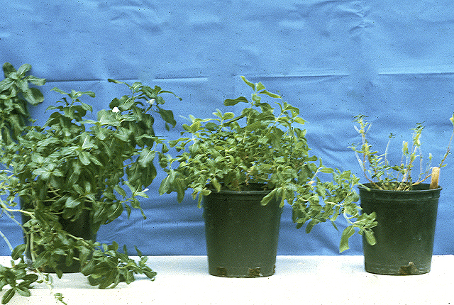 Periwinkle wilt