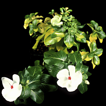 Greening disease