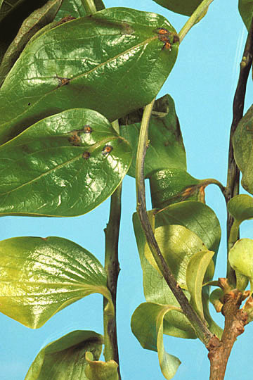 Bacterial blight