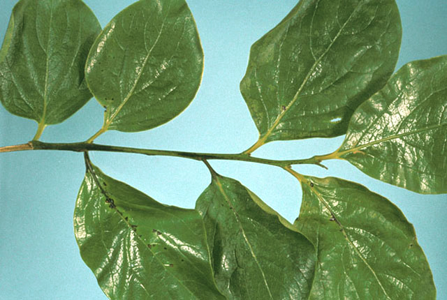Bacterial leaf spot