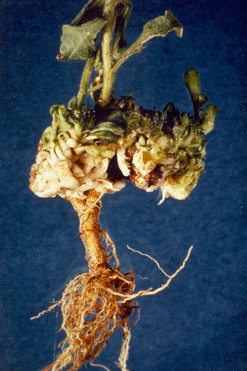 Bacterial fasciation (Leafy gall)