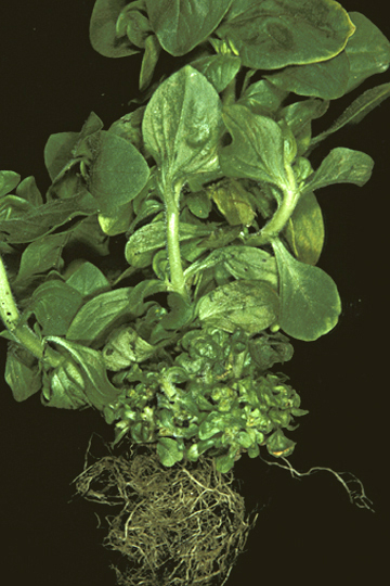 Bacterial fasciation (Leafy gall)