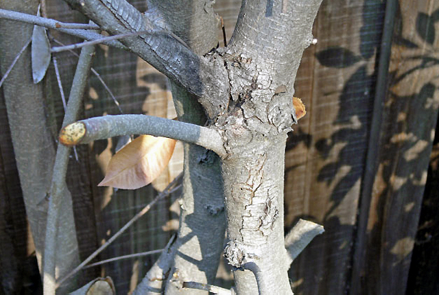 Fire blight
