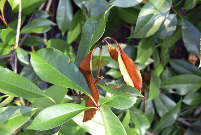 Fire blight