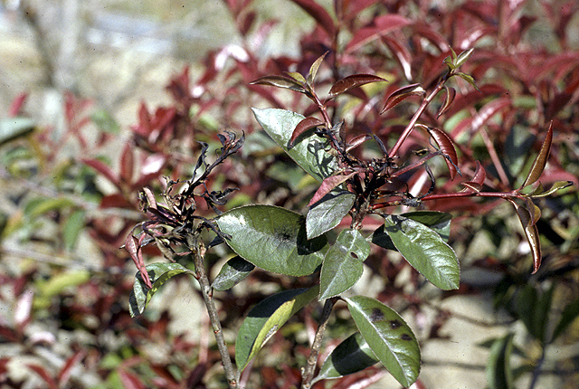 Bacterial blight