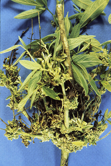 Witches'-broom