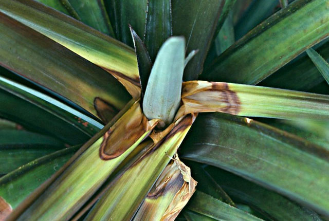 Bacterial heart rot and fruit collapse