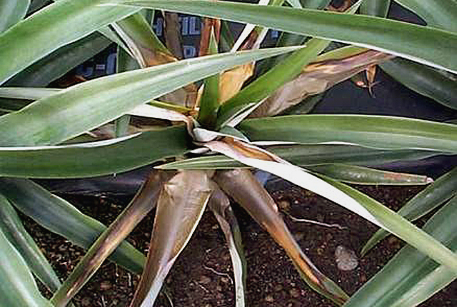 Bacterial heart rot and fruit collapse