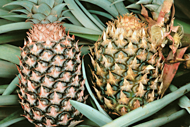 Bacterial heart rot and fruit collapse