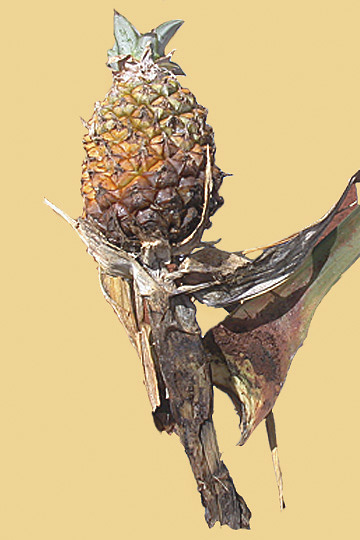 Bacterial heart rot and fruit collapse