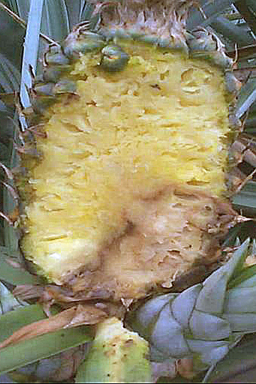 Bacterial heart rot and fruit collapse