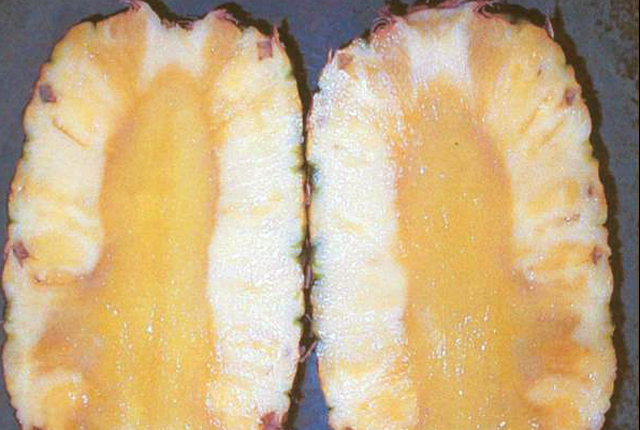 Bacterial heart rot and fruit collapse