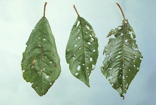 Bacterial spot