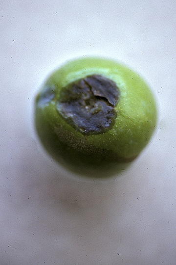 Bacterial spot