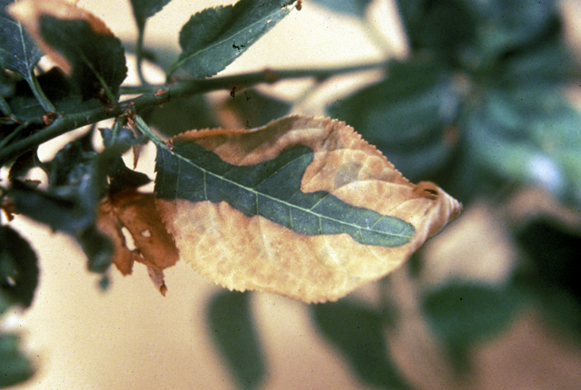 Plum leaf scald