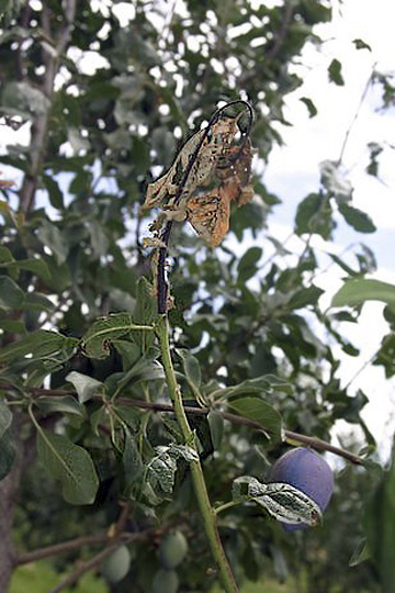 Fire blight
