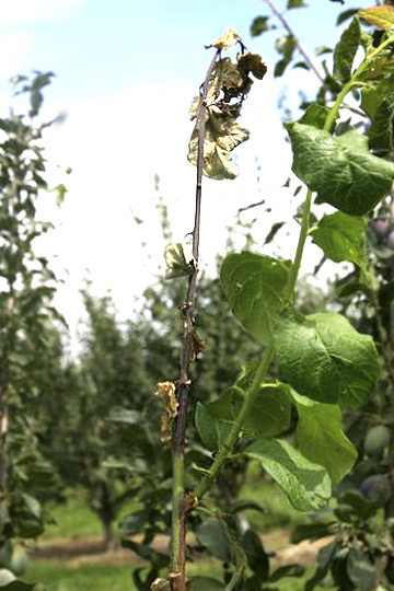 Fire blight
