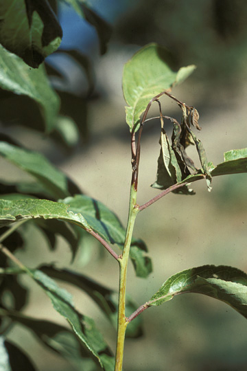 Fire blight