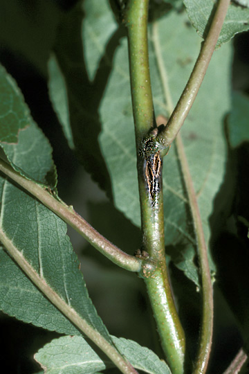 Fire blight