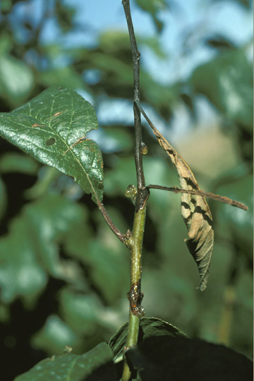 Fire blight