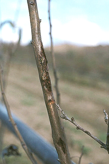 Bacterial spot
