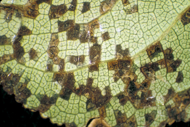 Bacterial spot