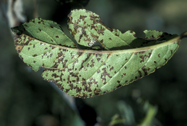 Bacterial spot