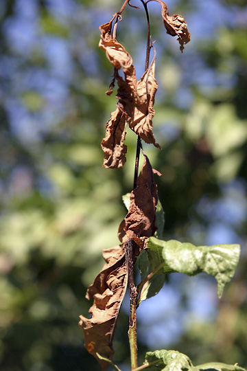 Fire blight