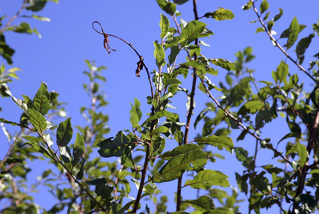 Fire blight