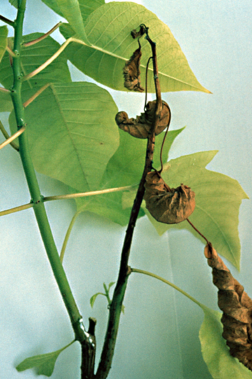 Bacterial leaf spot (Blight)