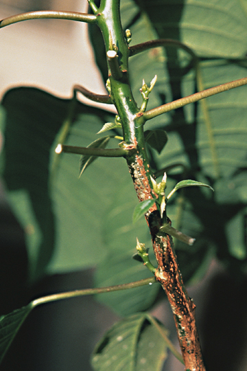 Bacterial leaf spot (Blight)
