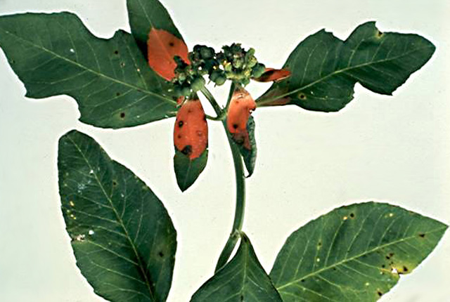 Bacterial leaf spot (Blight)