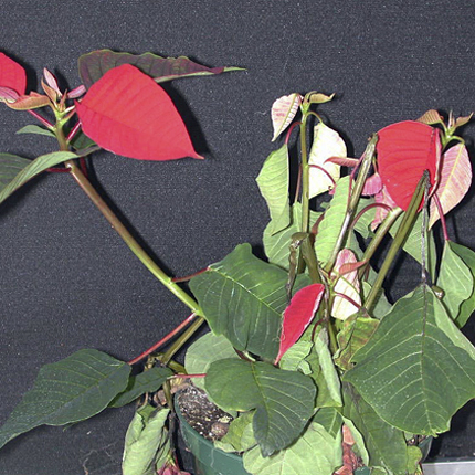 Bacterial stem rot