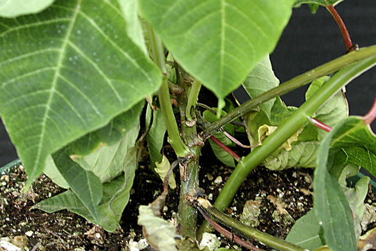 Bacterial stem rot
