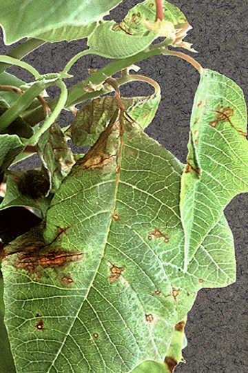 Bacterial leaf spot