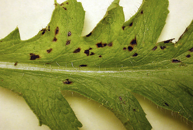 Bacterial blight