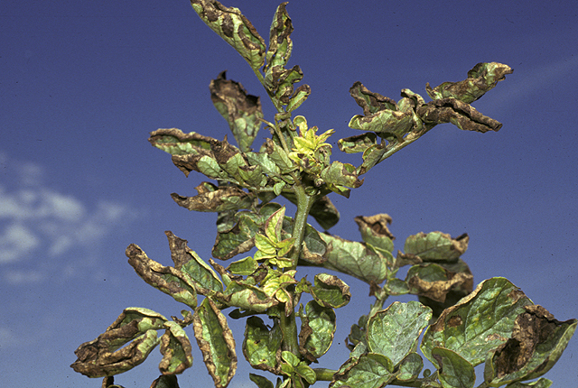 Aster yellows