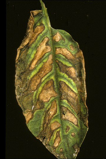 Bacterial ring rot