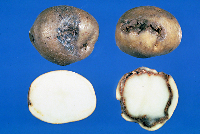 Bacterial ring rot