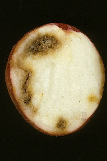Bacterial ring rot