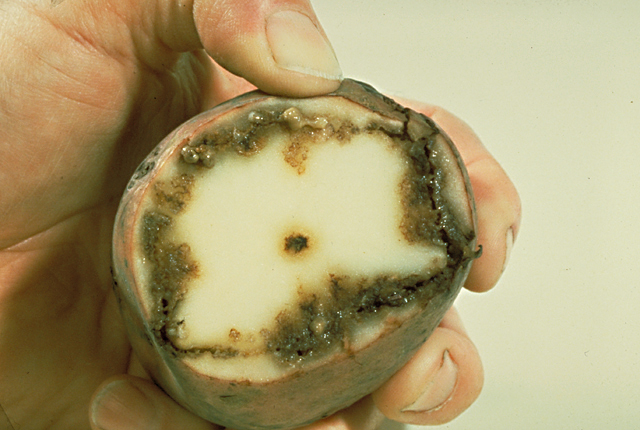 Bacterial ring rot