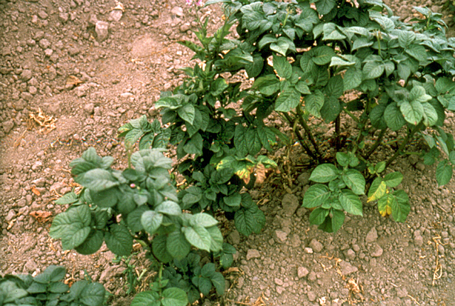 Bacterial ring rot