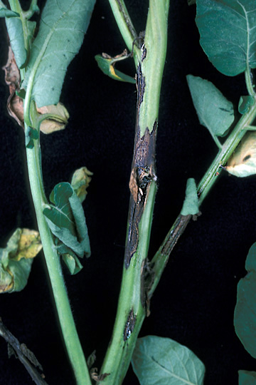 Blackleg