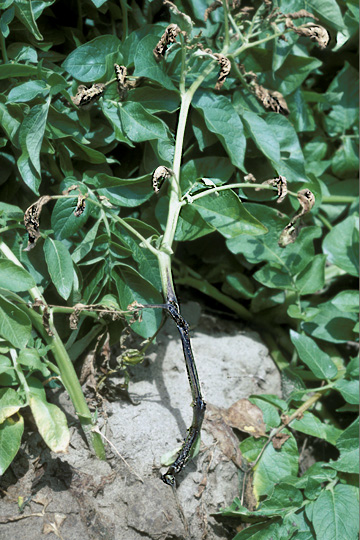 Blackleg
