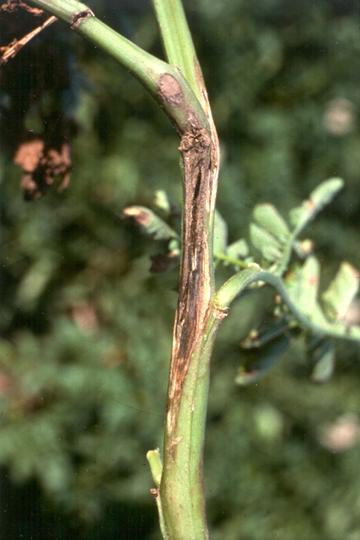 Blackleg