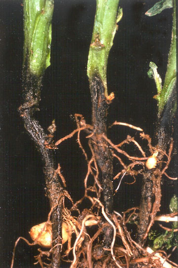 Blackleg
