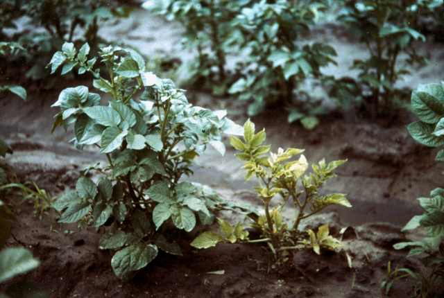Blackleg